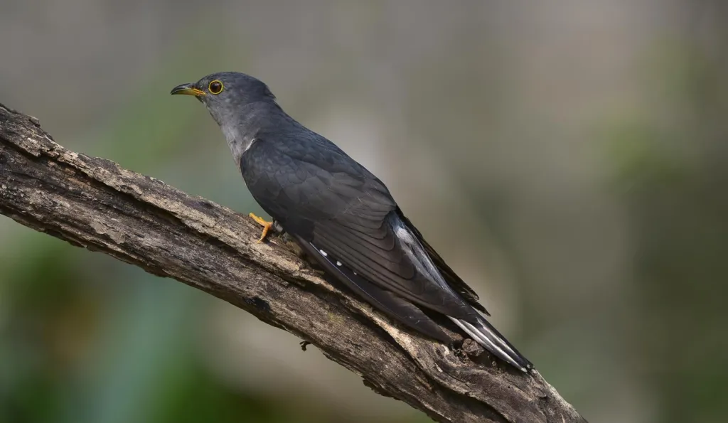 Arunachal Birding Expedition