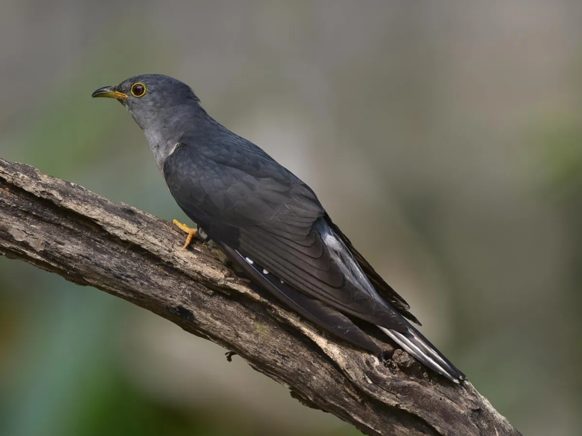 The Bugun liocichla