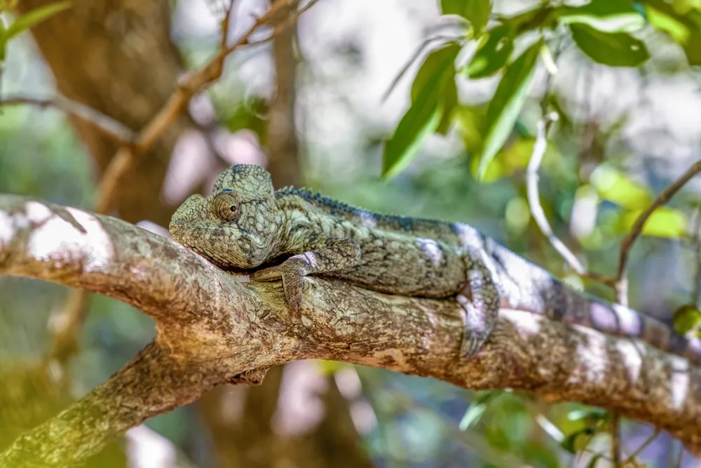 Chameleons