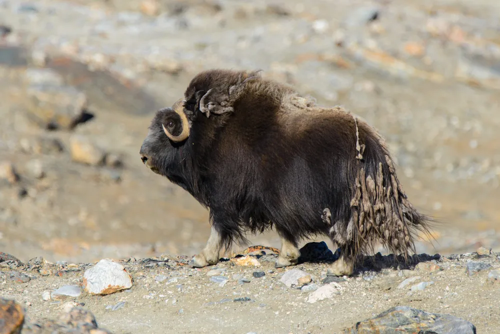 Muskox