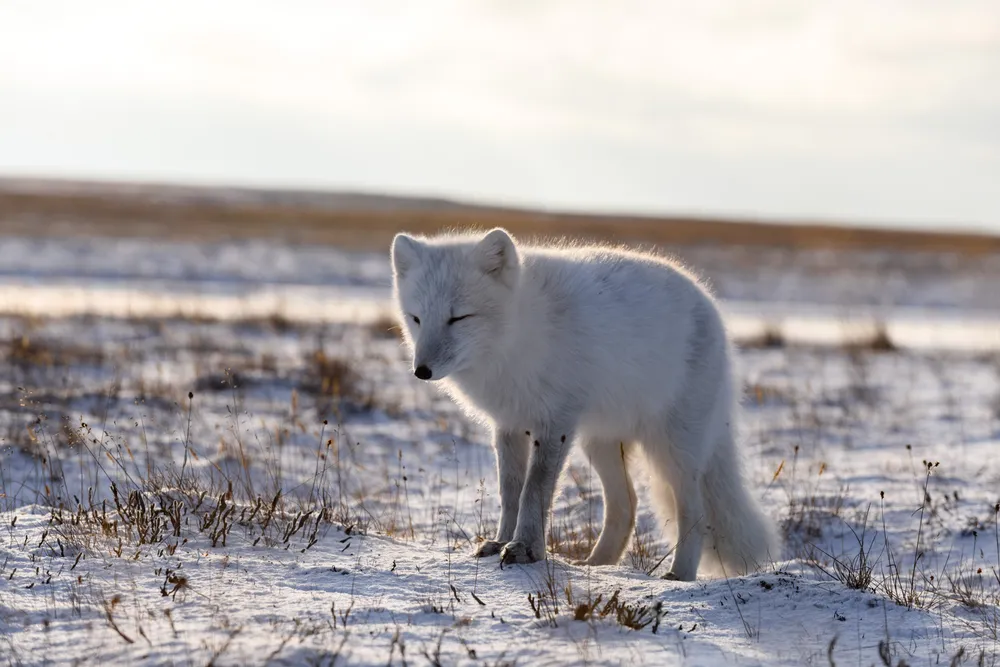 Arctic fox