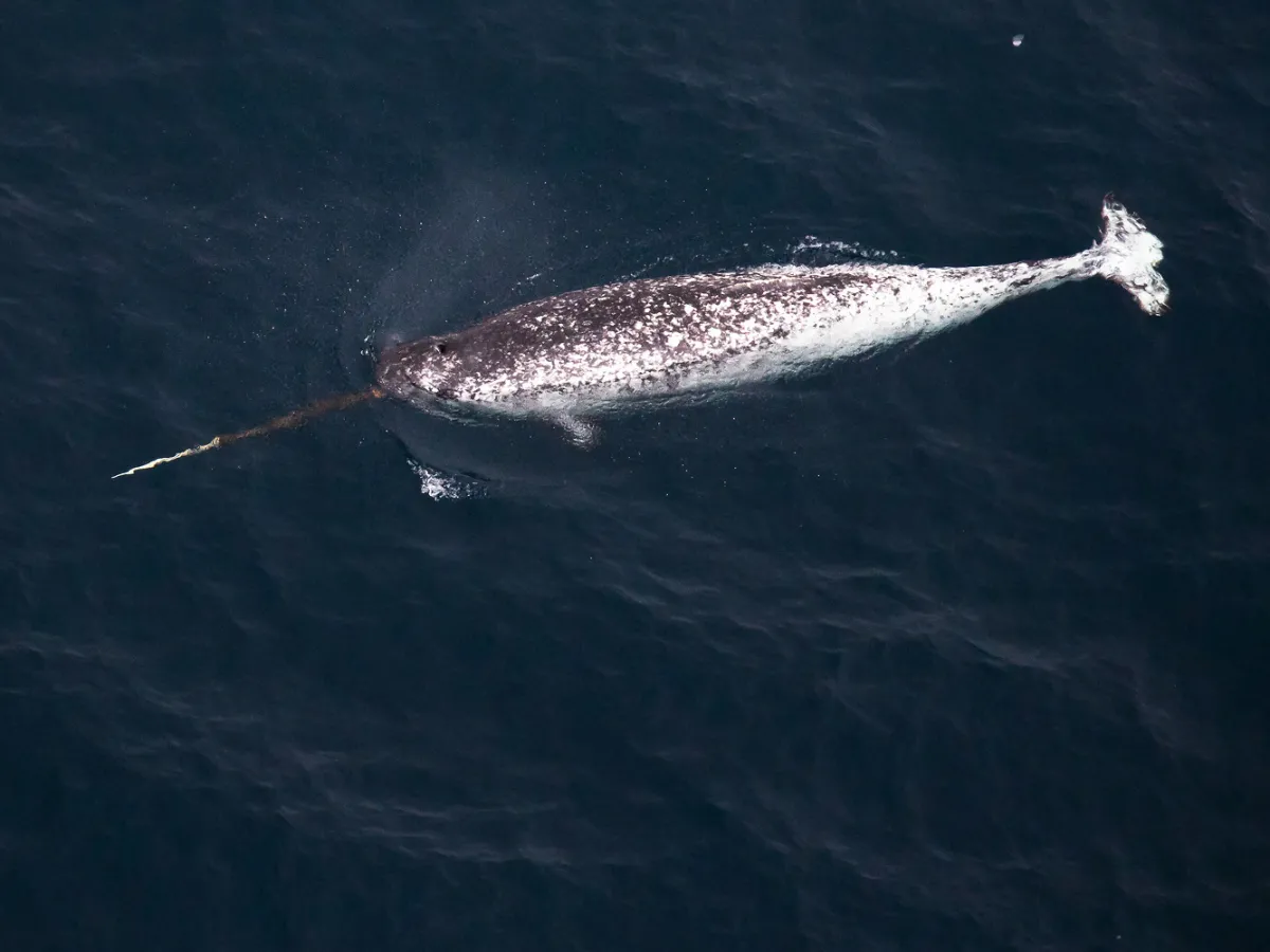 Narwhal