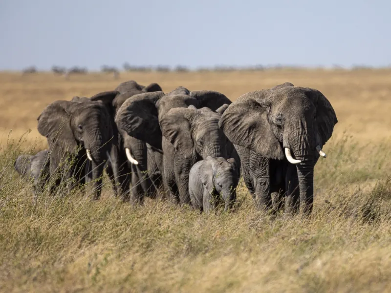 Elephant