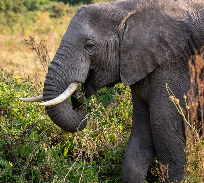 Elephant