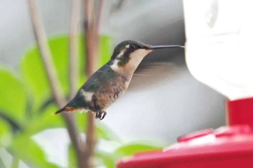Endemic birding