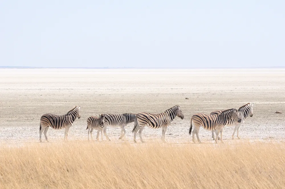 Waterhole vigils