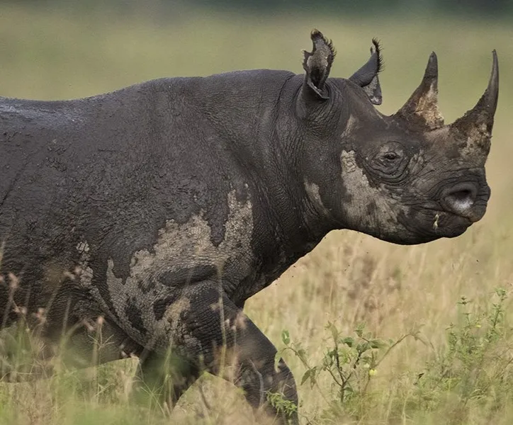 Rhino