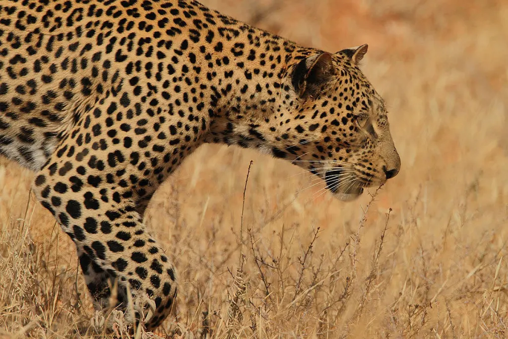 Samburu Mara Contrast