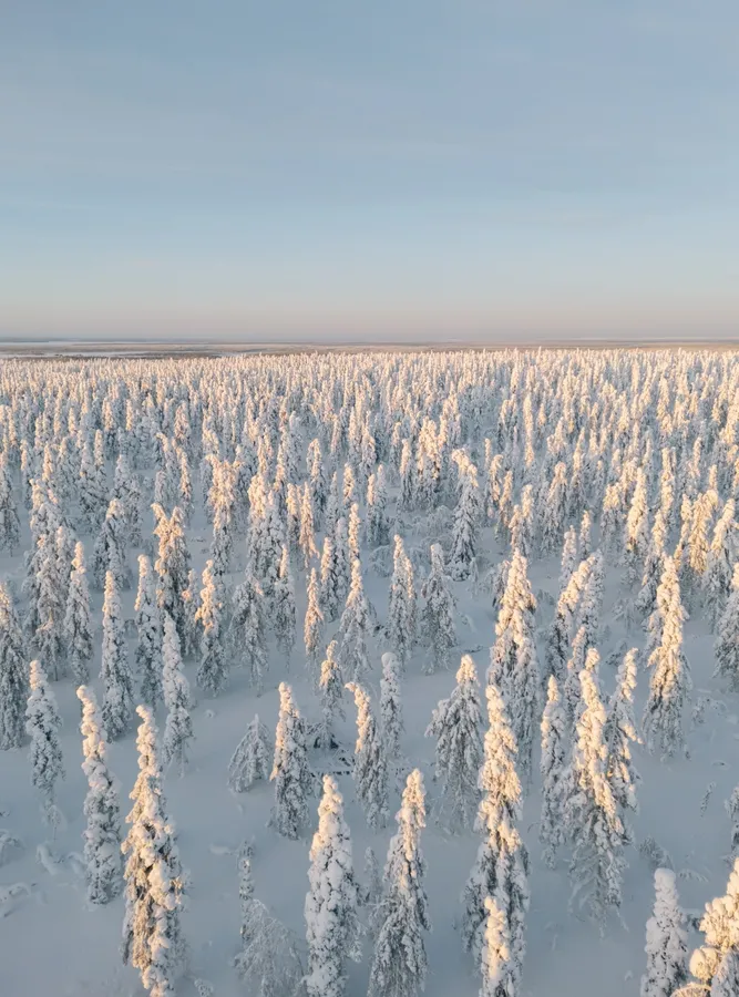 Snow safaris
