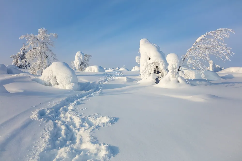 Aurora over the snow forests of Finnish Lapland.