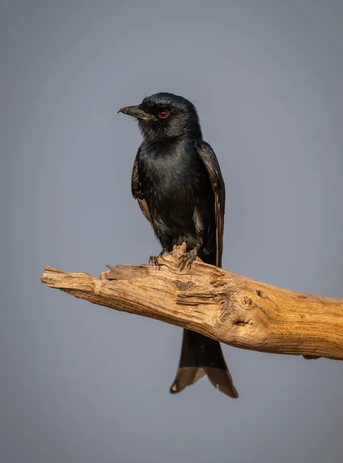 Forktails