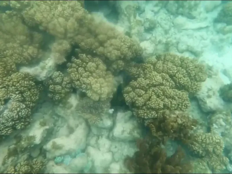 Snorkel Kisite by dhow