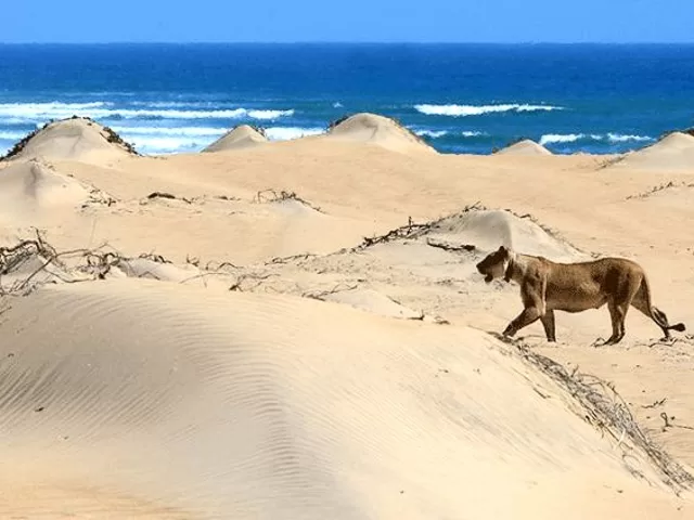 A rusting shipwreck half-buried on the foggy Skeleton Coast.
