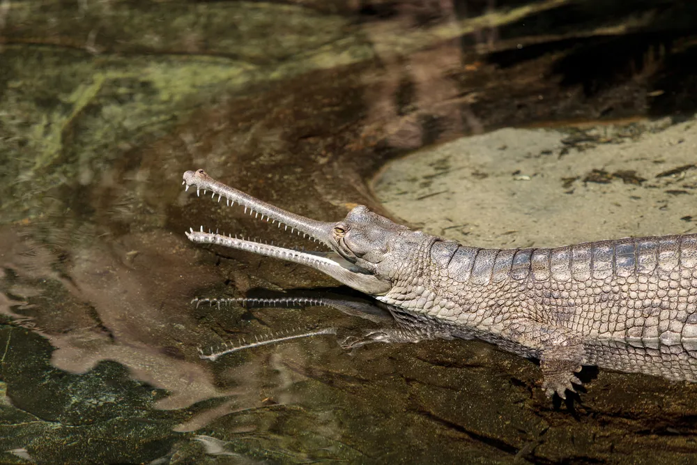 Gharial