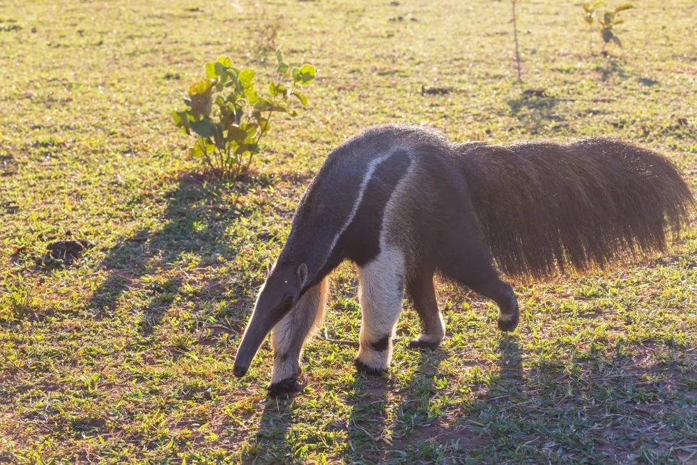 Giant anteater