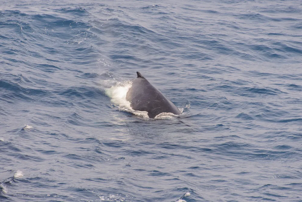 Fin whale
