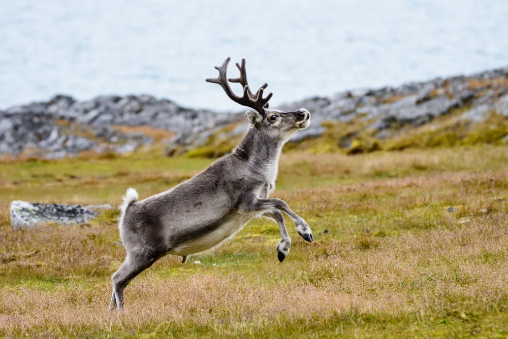 Reindeer