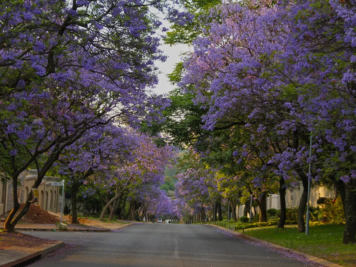 Jacaranda-lined streets of Harare.