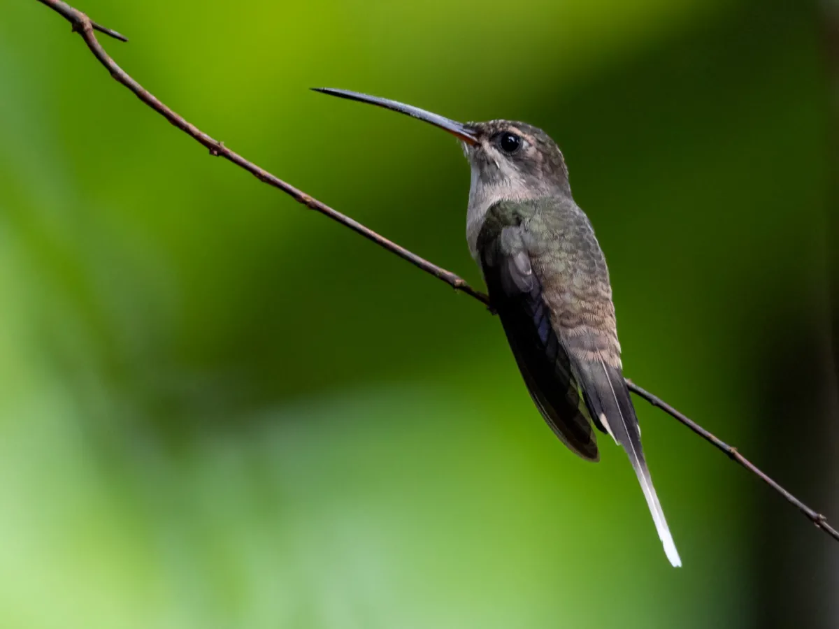 Hummingbird feeders