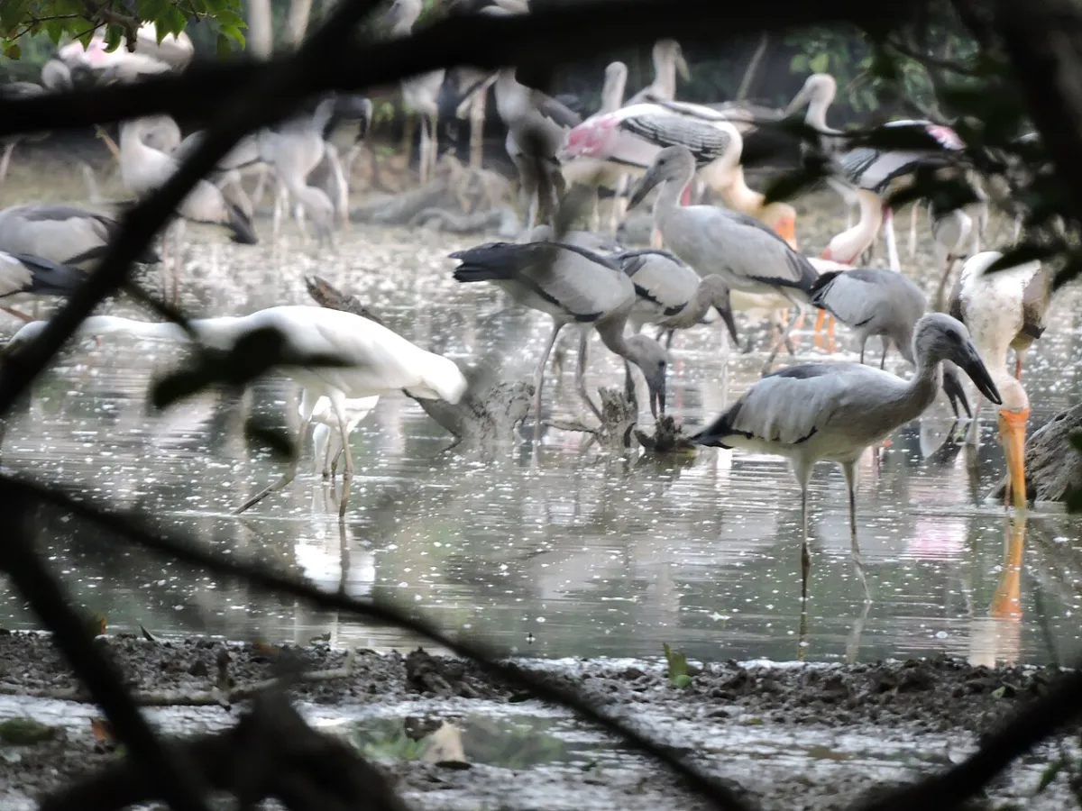 The heronry