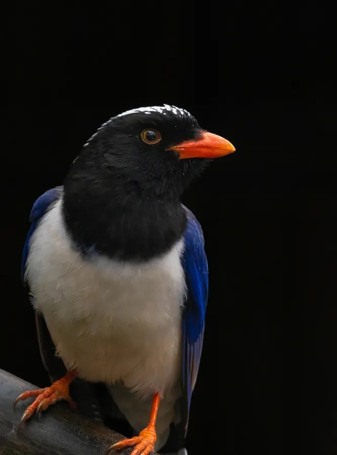 Himalayan birds
