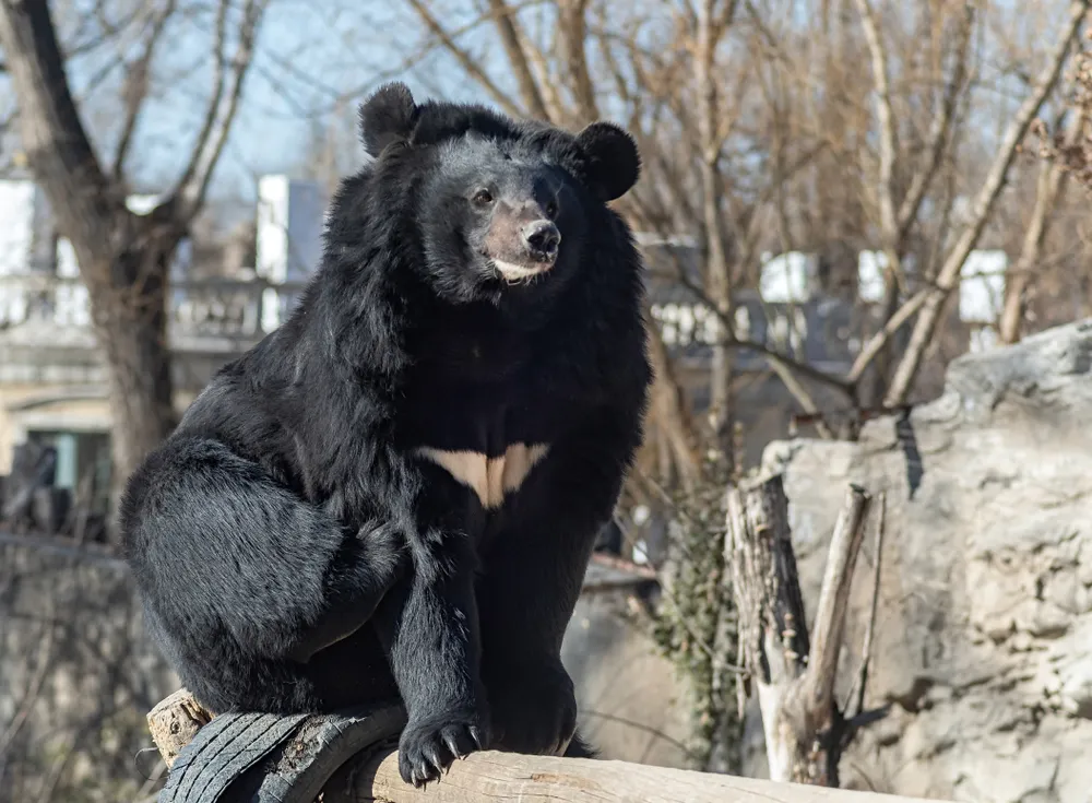 Himalayan black bear