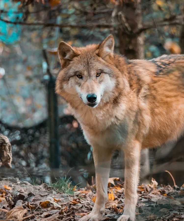 Himalayan wolf