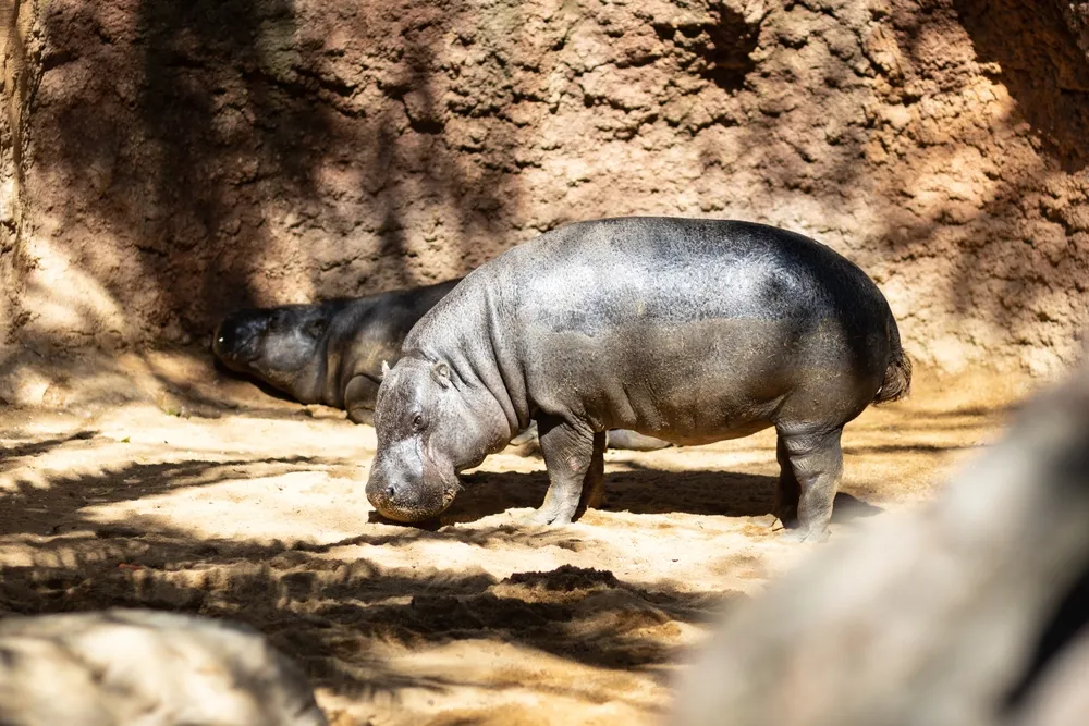 Hippo