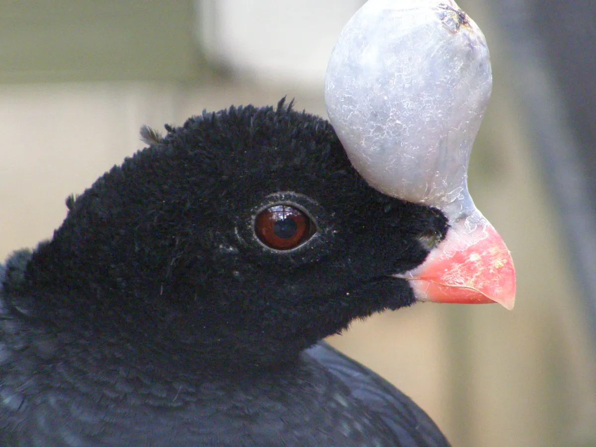 Horned curassow
