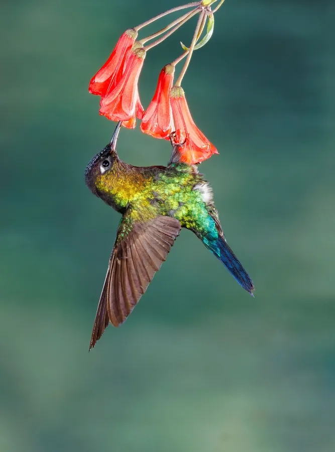 Hummingbirds