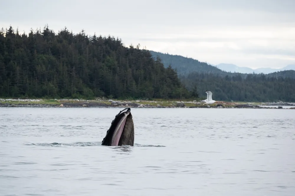 Humpback whale