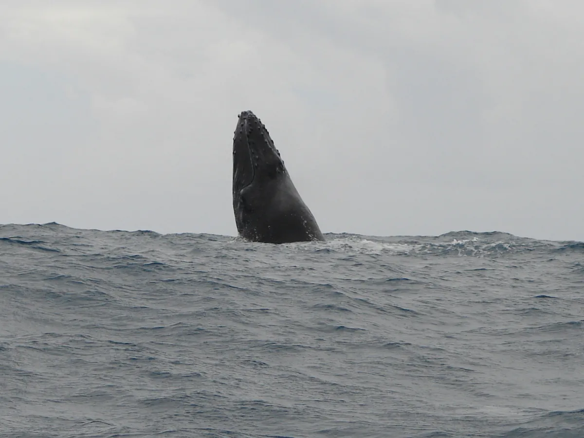 Whale-watching