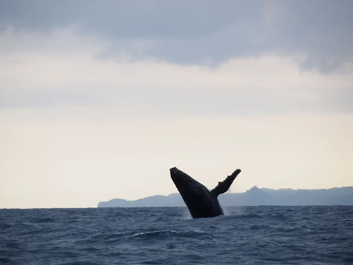 A humpback breaching off Île Sainte-Marie.