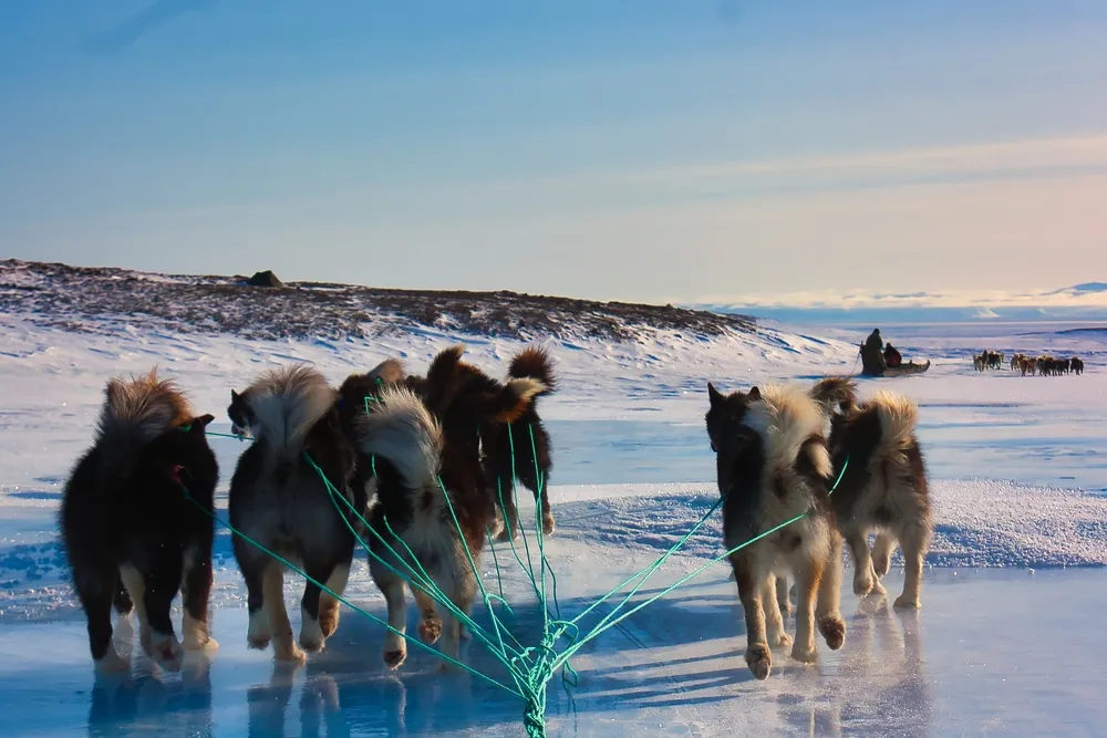Greenland sled dog
