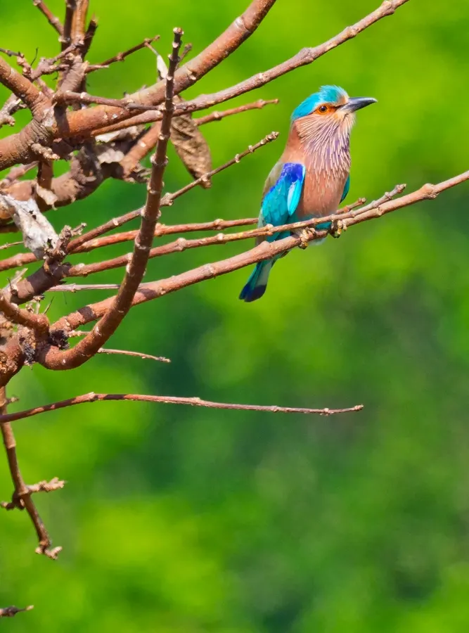 Birdlife