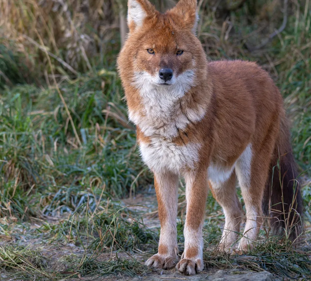 Dhole