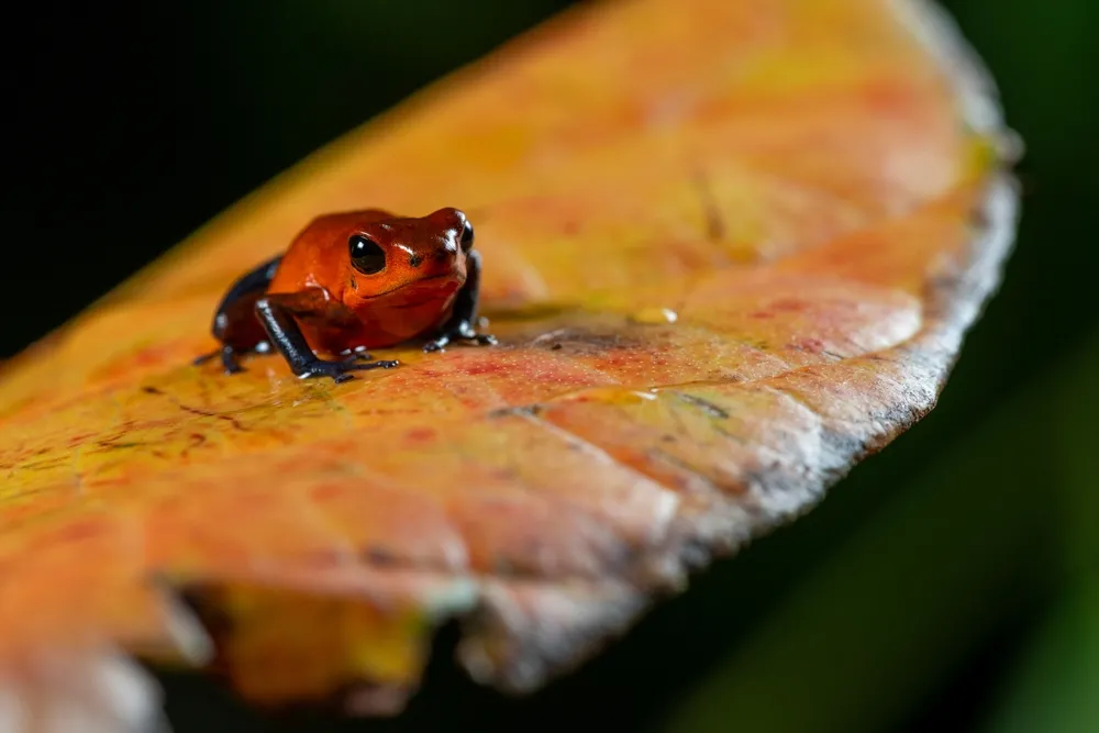 Endemic frogs