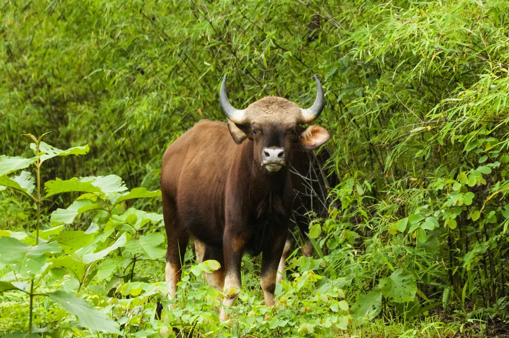 Wild buffalo