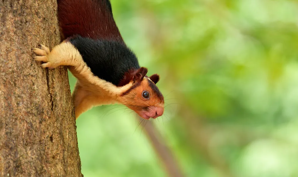 Indian giant squirrel