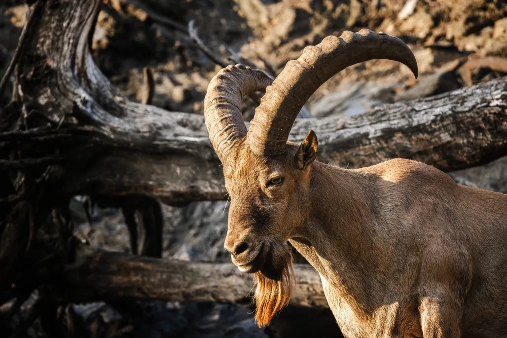 Ibex