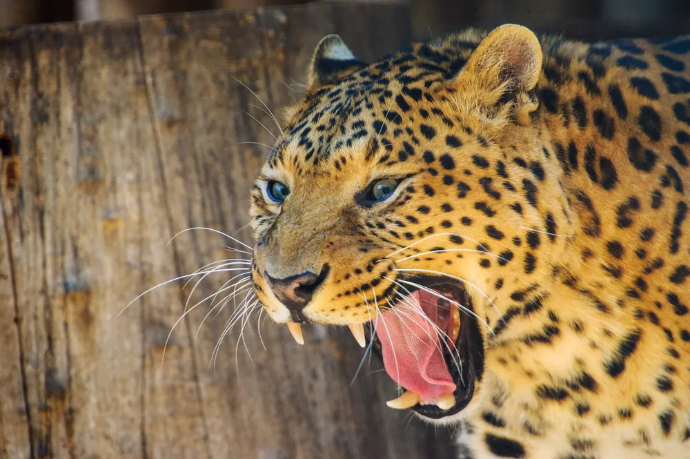 Leopard