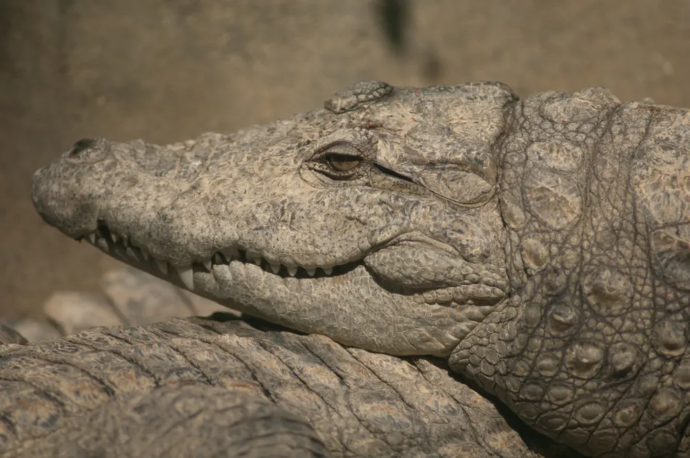 Marsh crocodile