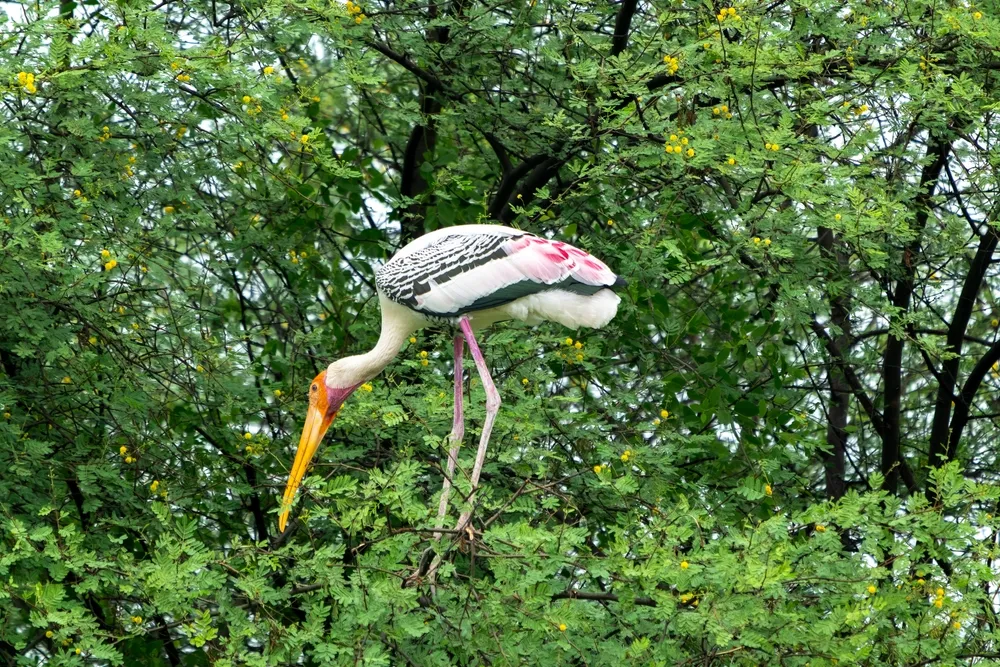 Painted stork