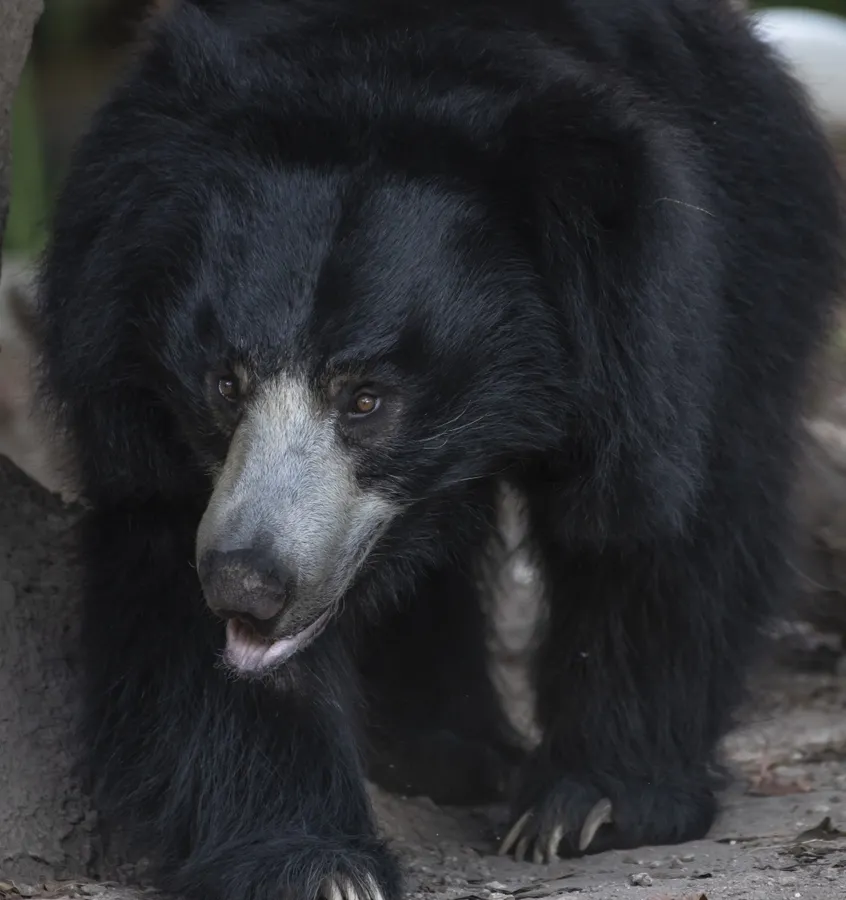 Sloth bear