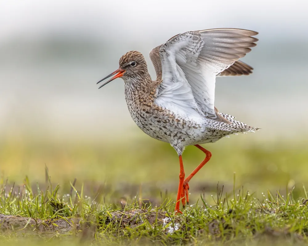 Birdlife