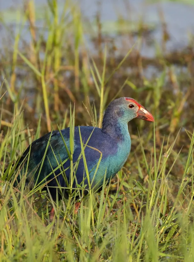 Waterbirds