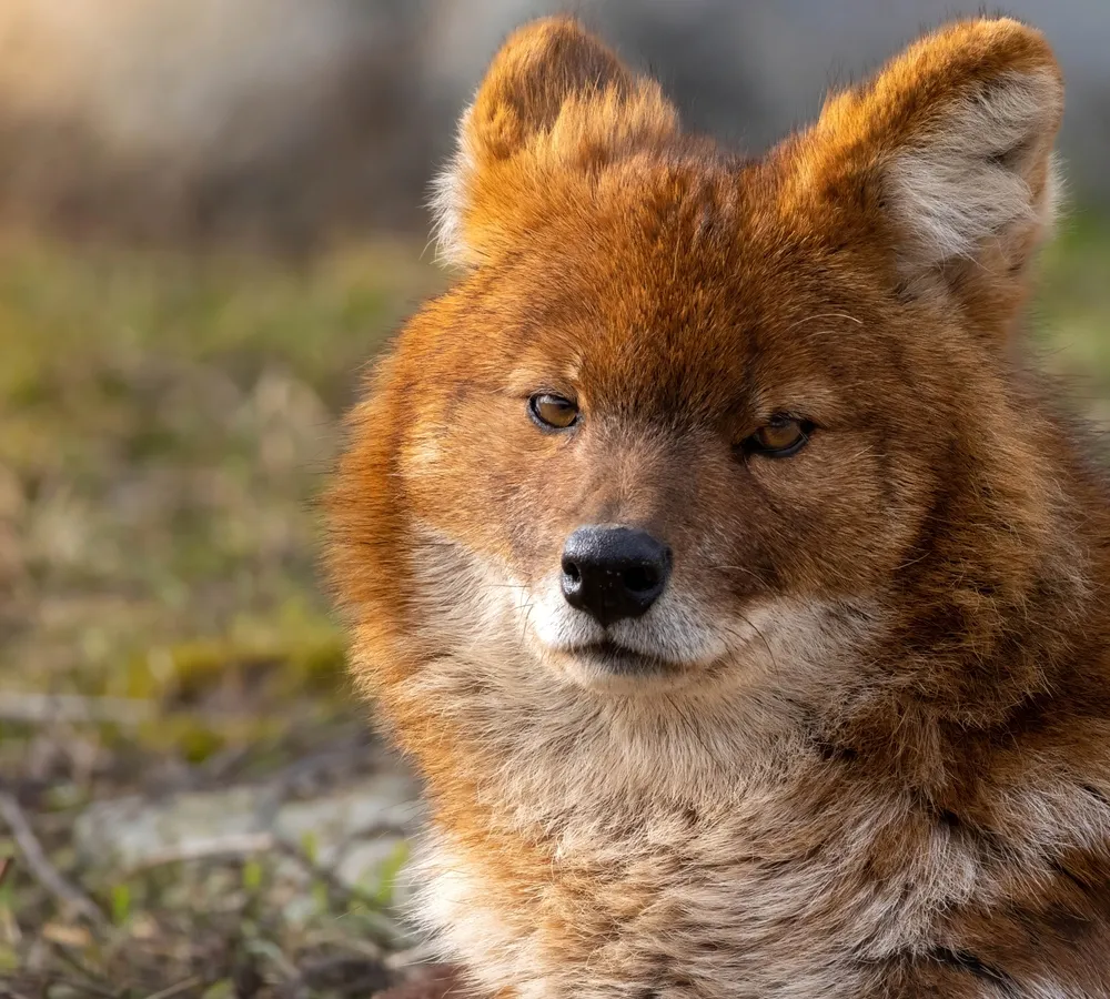 Indian wild dog