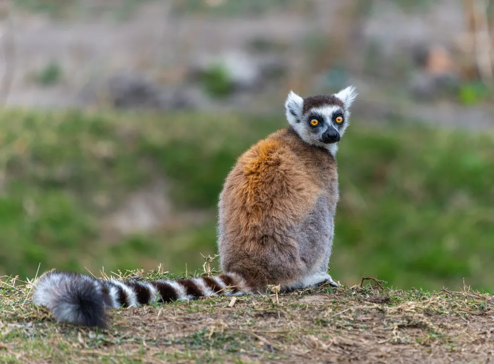 Oasis lemurs