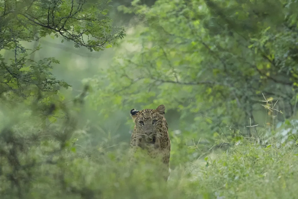 Jhalana Leopard Safari