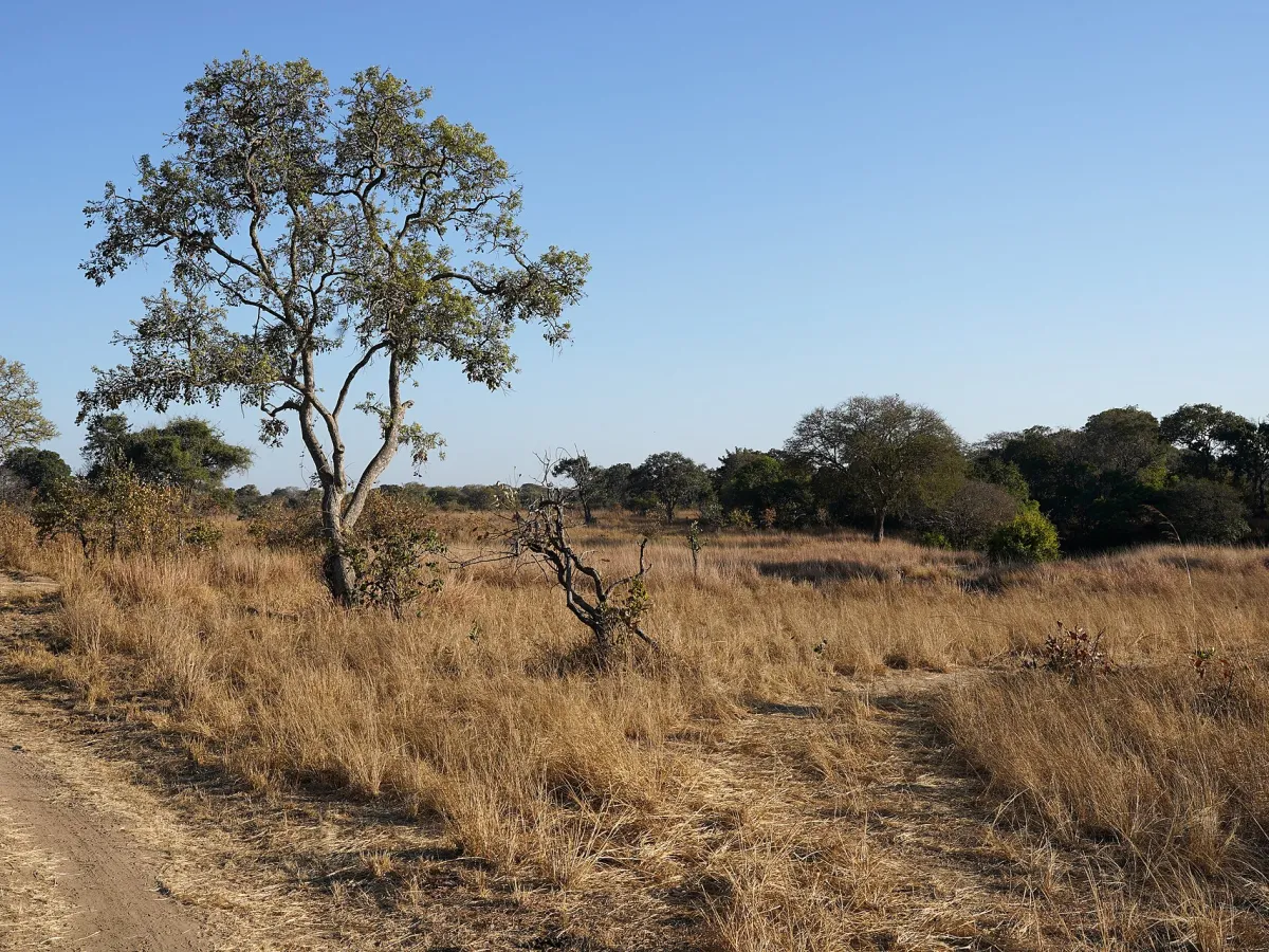 Busanga game drives